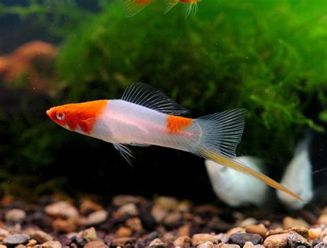 劍葉紅|劍尾魚(紅劍)飼養及繁殖技巧 – 寵物百科